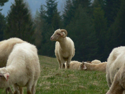 Szczawnica i okolice - maj 2006