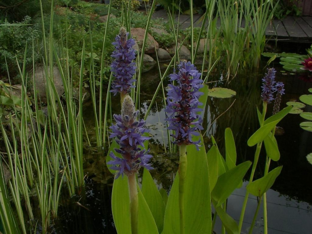 pontederia kwitla w oczku