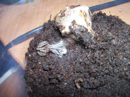 B. albopilosum (L5->L6)