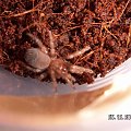 Brachypelma smithi L4/5