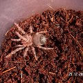 Brachypelma smithi L4/5