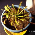 Drosera capensis