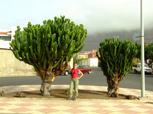 Kaktusy - drzewa #Teneryfa