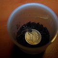 Brachypelma emilia L2 (1)