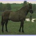 Konik polski