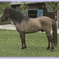 Tarpan