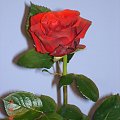 Piękne czerwone róże dla Ewy na imieniny.