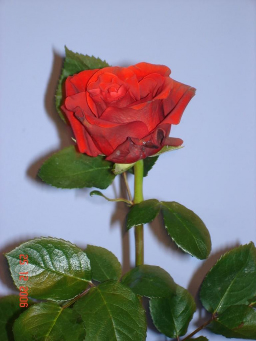 Piękne czerwone róże dla Ewy na imieniny.