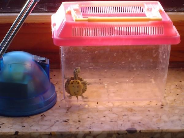 Żółw wodny (wygrzewa się w specjalnym pojemniku).