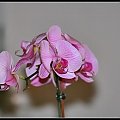 #orchidea #storczyk #kwiaty