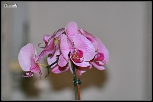 #orchidea #storczyk #kwiaty