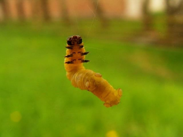 #owady #robaki #natura #zwierzęta