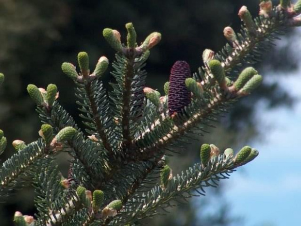 Arboretum Kórnik 2005