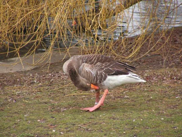 Regent's Park, ge gęgawa