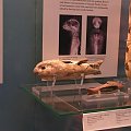 Mumia ryby w British Museum