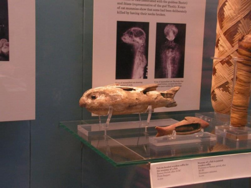 Mumia ryby w British Museum