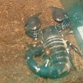 #zwierzęta #skorpion