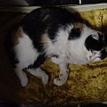 Lady-tricolorka