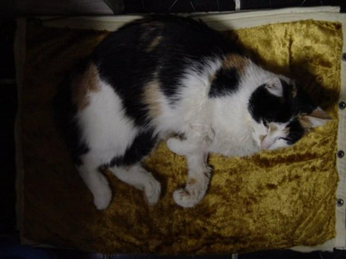 Lady-tricolorka
