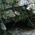 WOLFSCHANZE