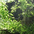 WOLFSCHANZE