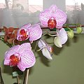 http://www.fotosik.pl/pokaz_obrazek/ckueeau7ccdifdxh.html