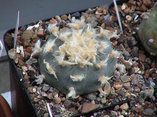 Lophophora williamsii v. texensis