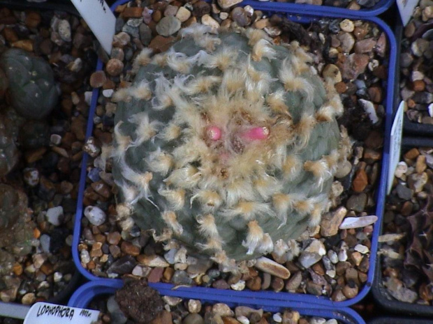 Lophophora williamsii