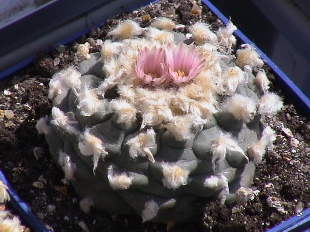 Lophophora williamsii