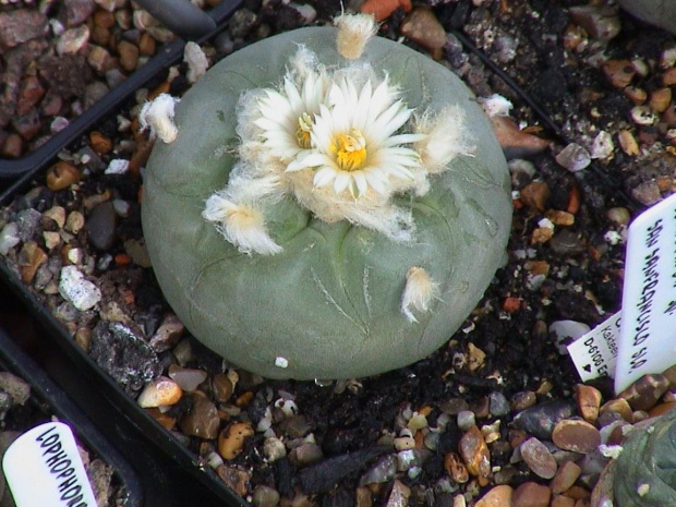 Lophophora diffusa v.lutea