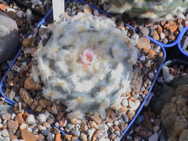 Lophophora williamsii El Huizache