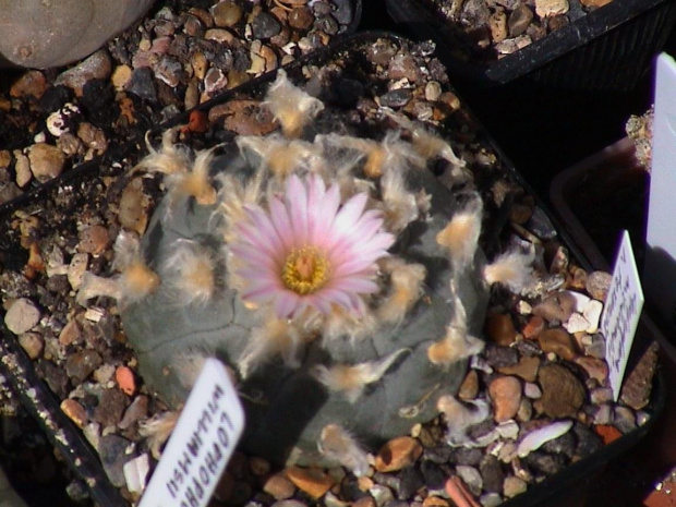 Lophophora williamsii v.texansis