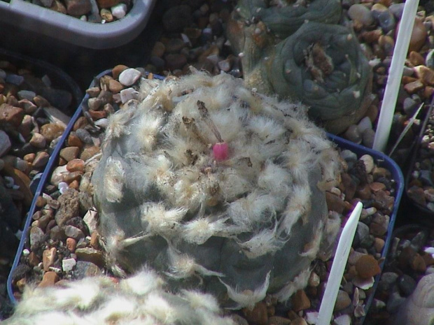 Lophophora williamsii El Huizache