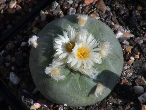 Lophophora diffusa v.lutea