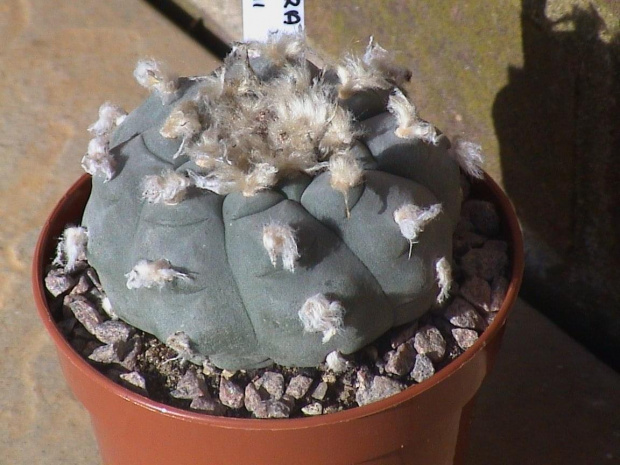 Lophophora williamsii