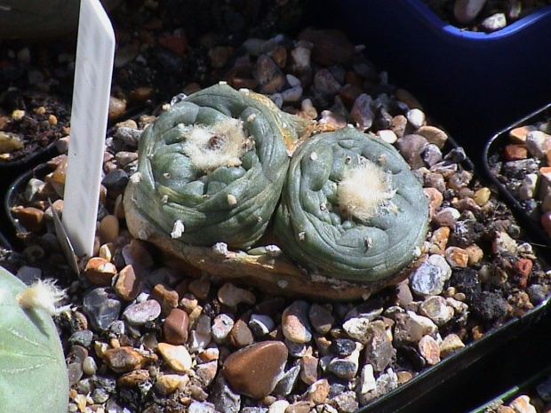 Lophophora sp_ San Francisco SLP