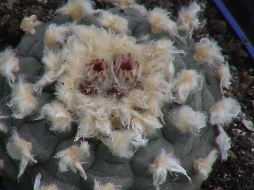 Lophophora williamsi