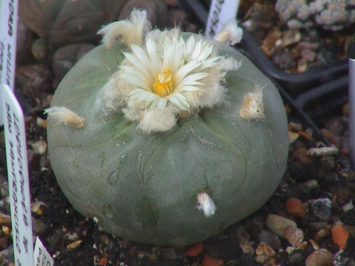 Lophophora diffusa v.lutea