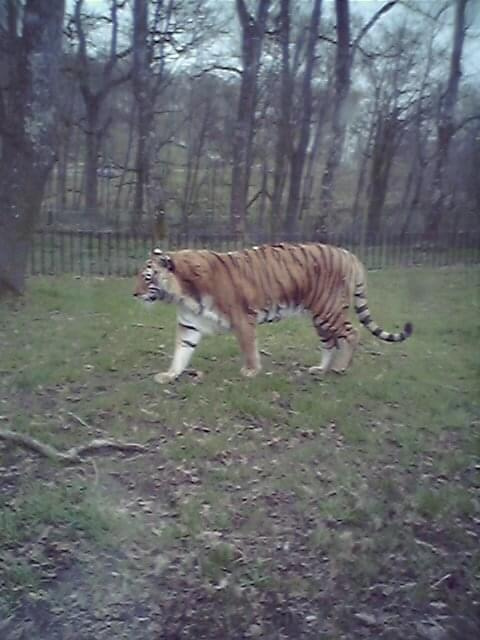 Tygrys w safari