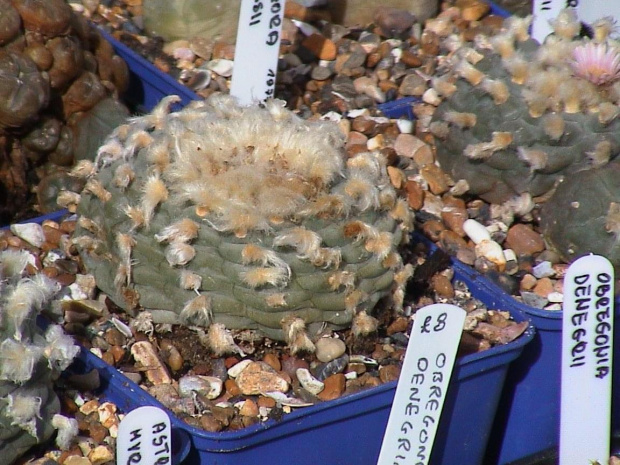 Lophophora williamsii