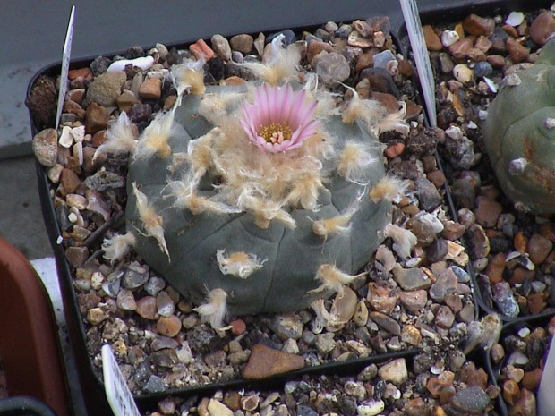 Lophophora williamsii v.texansis