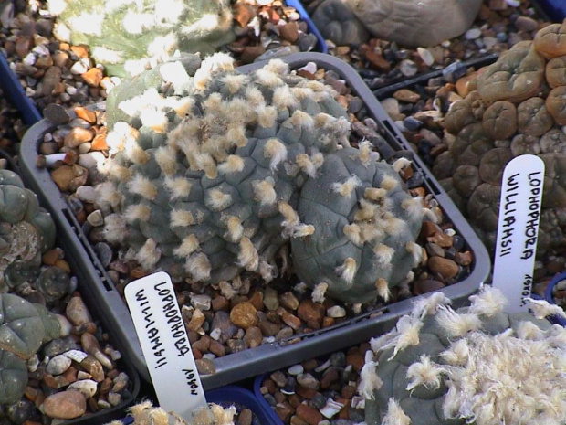 Lophophora williamsii