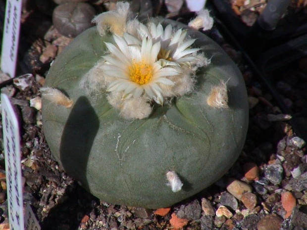 Lophophora diffusa v.lutea