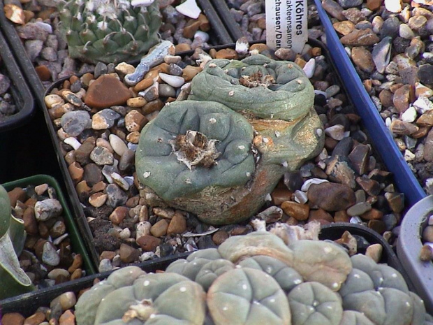 Lophophora sp_ San Francisco SLP