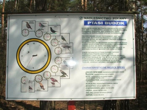 Rezerwat Piskory - ptasi zegar