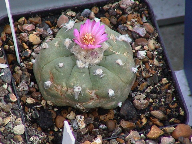 Lophophora williamsii v.friccii