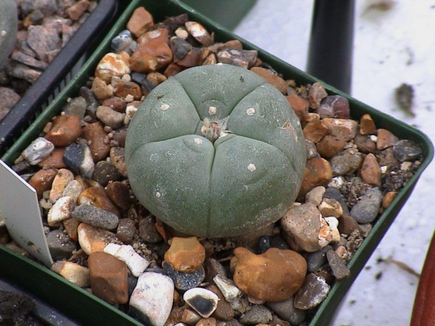 Lophophora williamsii