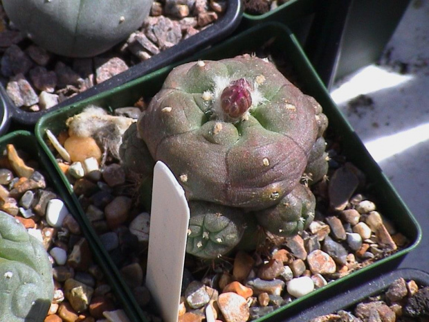 Lophophora jourdaniana