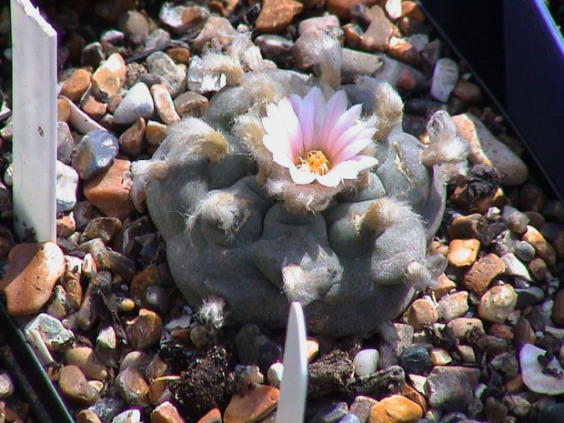 Lophophora williamsii