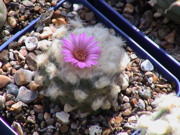 Lophophora jourdaniana